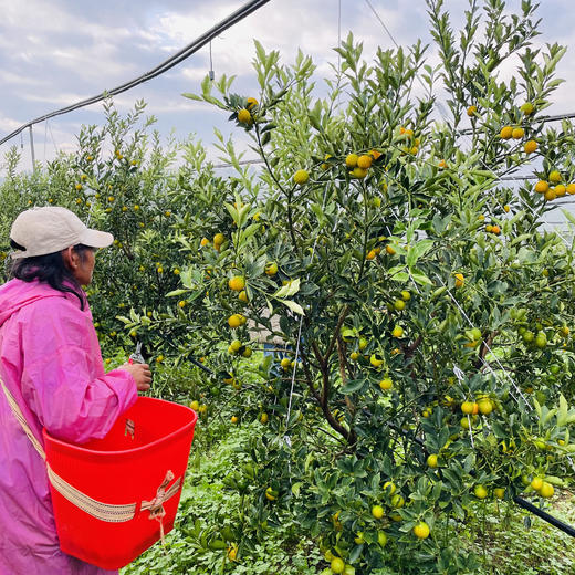 【云南脆蜜小金桔】也叫脆蜜金柑 第三代脆蜜金柑 顺丰包邮 甜脆爽口 纯甜多汁 少籽甚至无籽 香甜浓厚 口感顺滑 4种规格任选 商品图4