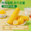 海伦刘老杆黄甜糯玉米箱装*8穗 商品缩略图1