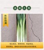 山东章丘大葱 新鲜蔬菜 精选嫩葱甜葱 商品缩略图1
