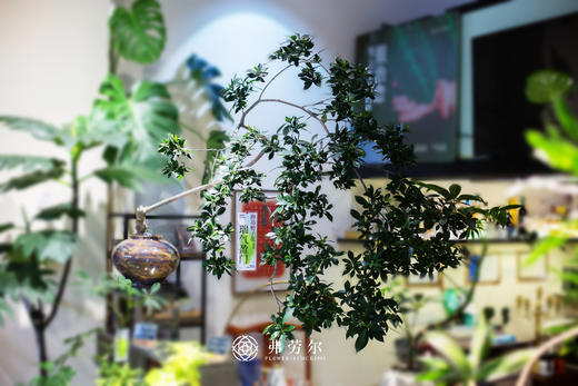 海岛栀子花 商品图0