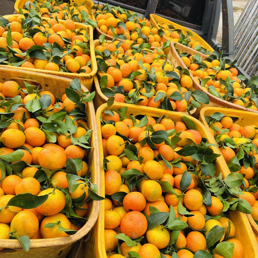 【云南无籽砂糖橘】顺丰到家 皮薄肉厚 肉质细腻 个头玲珑小巧 果香浓郁 肉质细嫩 肉色橙红 一口一瓣 甜蜜多汁  少部分有一点点籽 4种规格任选 商品图6