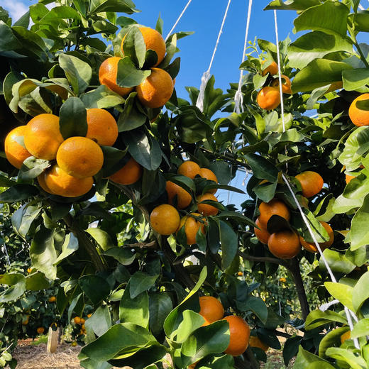 【云南无籽砂糖橘】顺丰到家 皮薄肉厚 肉质细腻 个头玲珑小巧 果香浓郁 肉质细嫩 肉色橙红 一口一瓣 甜蜜多汁  少部分有一点点籽 4种规格任选 商品图8