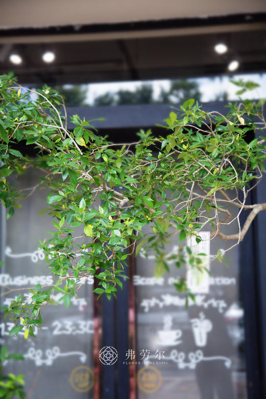 海岛栀子花 商品图1