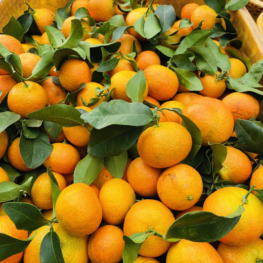 【云南无籽砂糖橘】顺丰到家 皮薄肉厚 肉质细腻 个头玲珑小巧 果香浓郁 肉质细嫩 肉色橙红 一口一瓣 甜蜜多汁  少部分有一点点籽 4种规格任选 商品图4