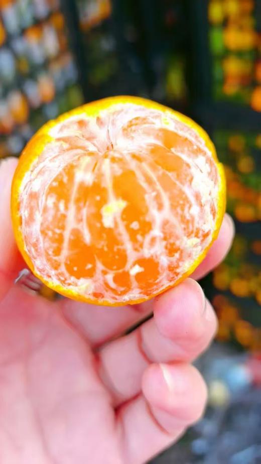 冰糖桔3斤 商品图0