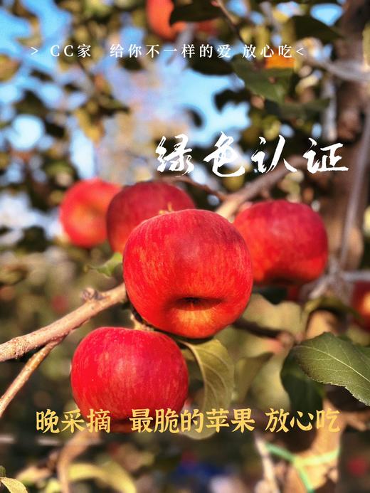 甘肃高糖秦脆苹果 商品图2