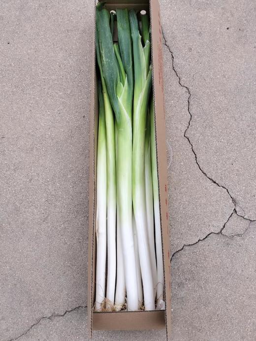 山东章丘大葱 新鲜蔬菜 精选嫩葱甜葱 商品图5