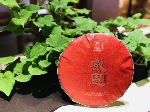 感恩茶 六妙白茶 商品图2
