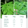 蕲仁堂养生沐足包  每袋30包，每包20g 商品缩略图3