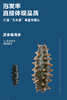 源参缘速发海参30支60g 商品缩略图8