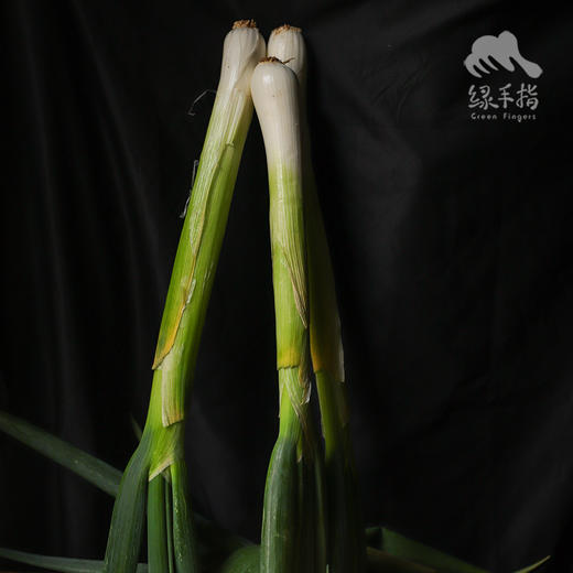 生态章丘大葱 | 合作生产*Ecological Scallion | Partner Production 商品图3