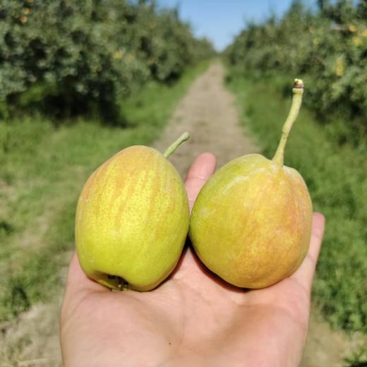 【分仓直发包邮】新疆库尔勒香梨5斤装 商品图2