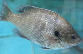 606 吊水太阳鱼2条  劏前重约4.2两/条 保证当日鲜活鱼现劏现发