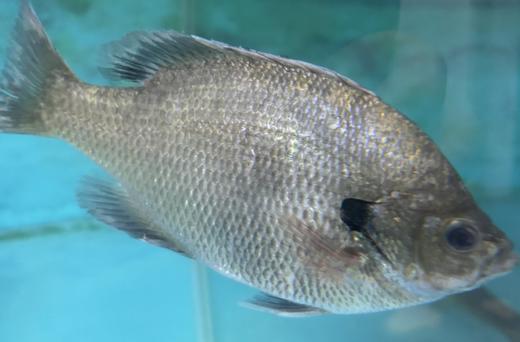 606 吊水太阳鱼2条  劏前重约4.2两/条 保证当日鲜活鱼现劏现发 商品图0