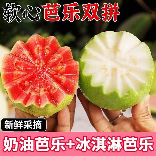 【分仓直发包邮】福建漳州红心白心双拼芭乐2.2-2.5斤礼盒装（3个红心+3个白心） 商品图0