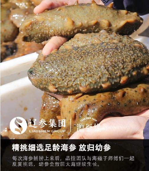 源参缘速发海参30支60g 商品图6