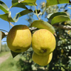 【分仓直发包邮】新疆库尔勒香梨5斤装 商品缩略图0