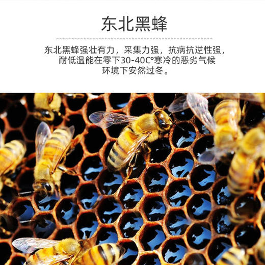 景景 黑蜂椴树雪蜜454g/瓶 商品图1