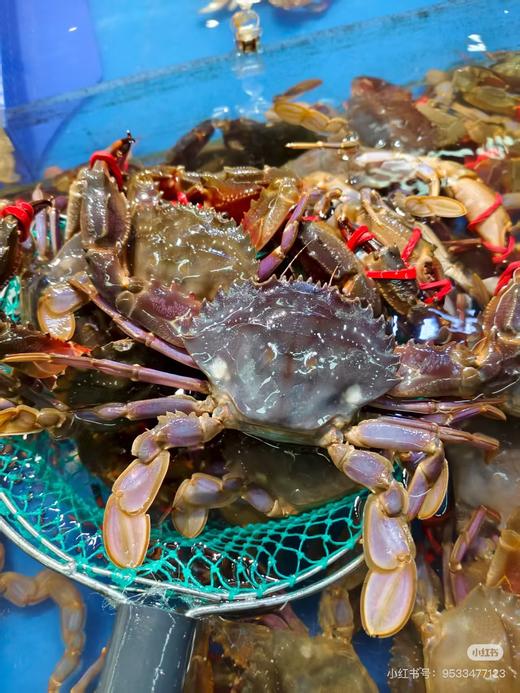 赤甲红螃蟹3斤 商品图1