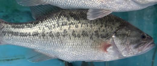 606 吊水鲈鱼 劏前重约1.2斤/条 保证当日活鱼现劏现发 商品图0