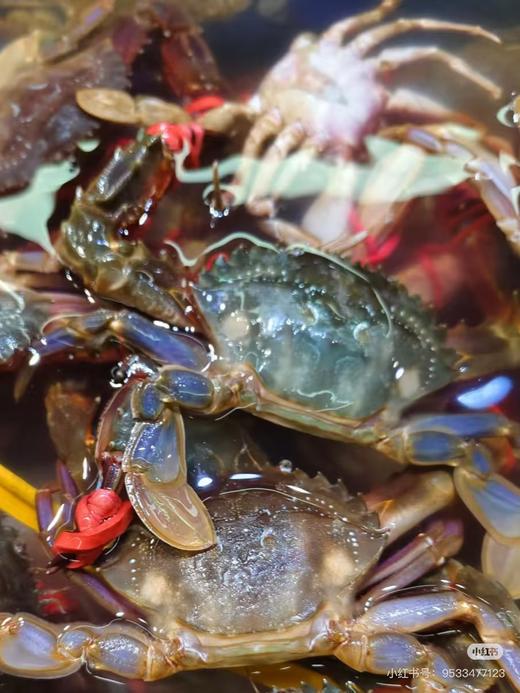 赤甲红螃蟹3斤 商品图0