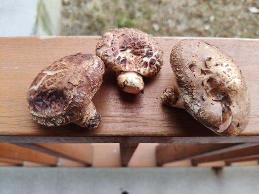 有机段木香菇 肉质紧密厚实 香味浓郁口感爽滑 （下单后4-5天发货） 商品图8