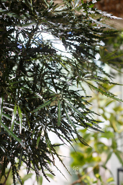 孔雀木 商品图2