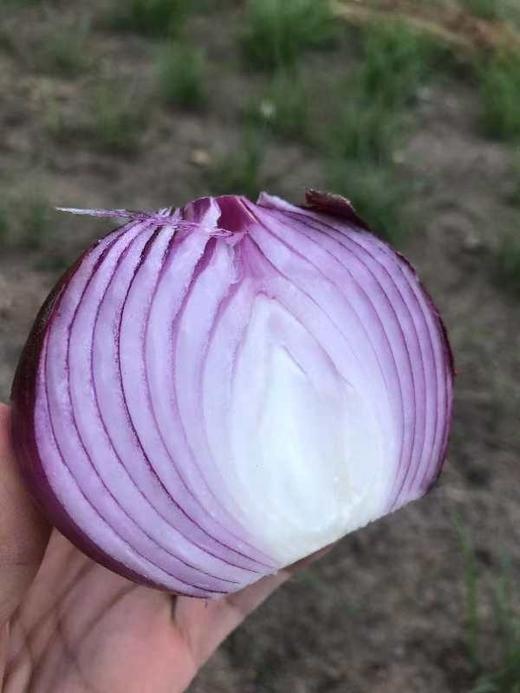 羊粪土豆/有机洋葱/有机胡萝卜/大白菜 商品图8