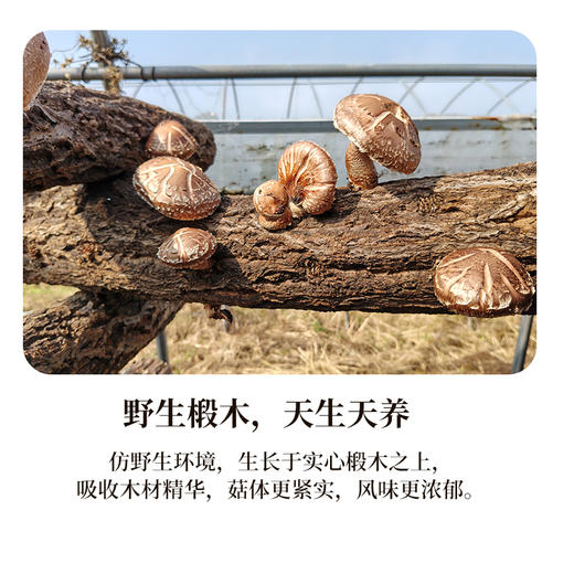 有机段木香菇 肉质紧密厚实 香味浓郁口感爽滑 （下单后4-5天发货） 商品图1