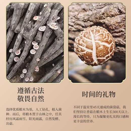 有机段木香菇 肉质紧密厚实 香味浓郁口感爽滑 （下单后4-5天发货） 商品图3