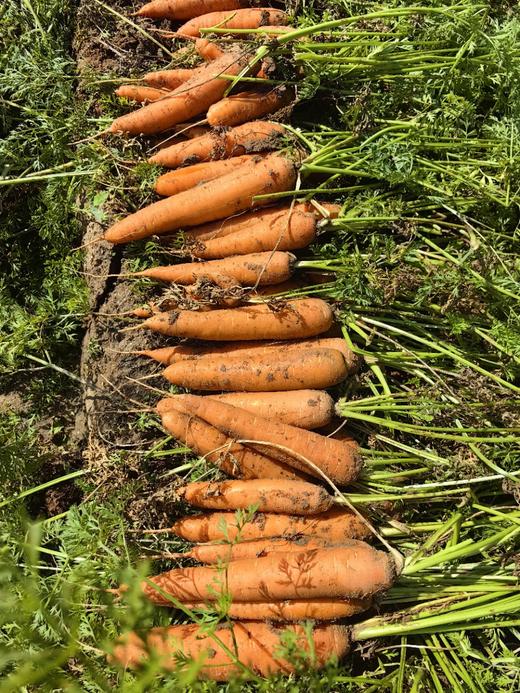 羊粪土豆/有机洋葱/有机胡萝卜/大白菜 商品图6