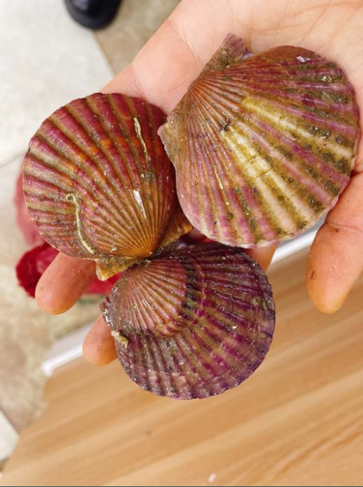 活红贝三斤 商品图1