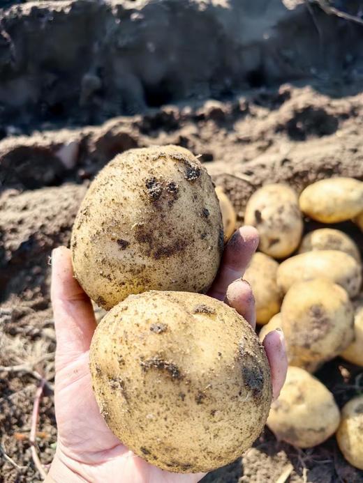 羊粪土豆/有机洋葱/有机胡萝卜/大白菜 商品图1