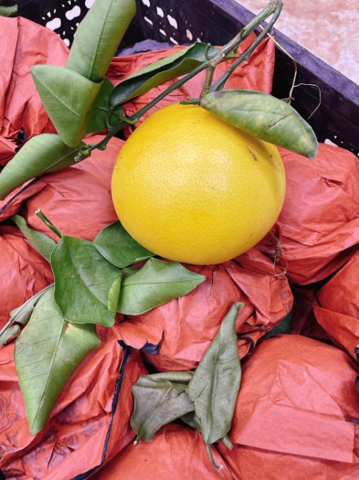 平和葡萄柚3个 商品图2