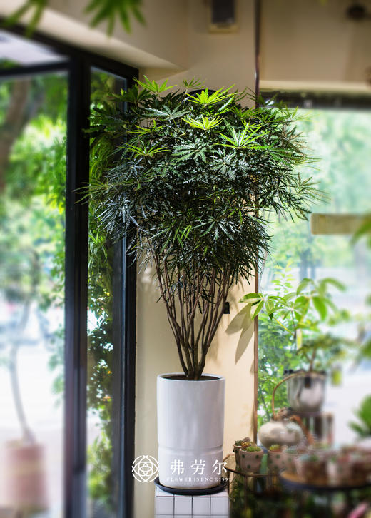 孔雀木 商品图0