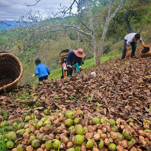 【核桃】野生尖嘴小核桃虽小个却香甜 都是没有泡药水的原生态核桃 /核桃仁 新货包邮 商品图12