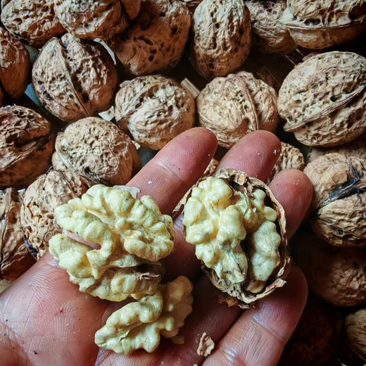 【核桃】野生尖嘴小核桃虽小个却香甜 都是没有泡药水的原生态核桃 /核桃仁 新货包邮 商品图9