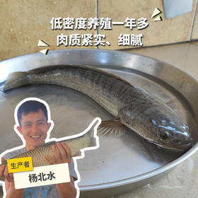 生态生鱼（黑鱼）（冷鲜，仅限省内下单） | 绿家自产* Eco-snake head mullet | Self-production