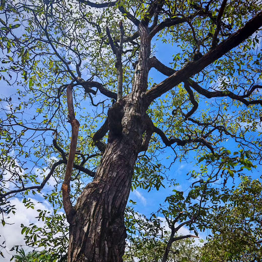 【核桃】野生尖嘴小核桃虽小个却香甜 都是没有泡药水的原生态核桃 /核桃仁 新货包邮 商品图11
