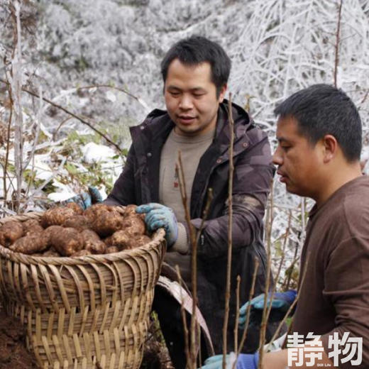 生态新鲜乌天麻，仿野生种植｜云南昭通【Y】 商品图6