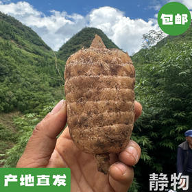 生态新鲜乌天麻，仿野生种植｜云南昭通【Y】