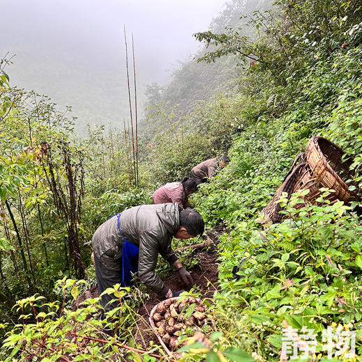 生态新鲜乌天麻，仿野生种植｜云南昭通【Y】 商品图10