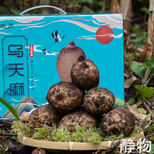 生态新鲜乌天麻，仿野生种植｜云南昭通【Y】 商品图5