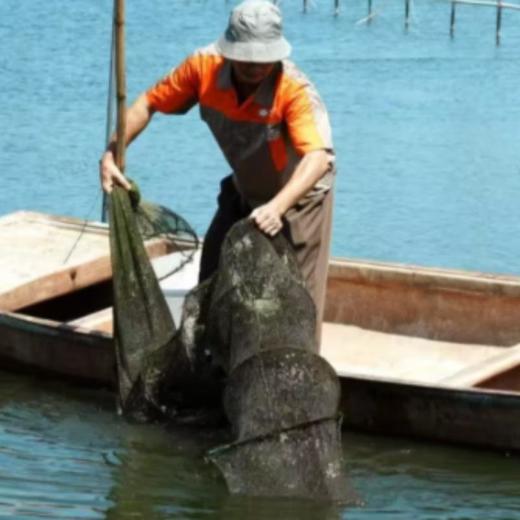 杨桂珍大闸蟹七星系列公蟹4.5两母3.5两   8只装（公母各4只） 商品图3