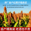 【憨老头5L桶装酒】茅台镇53度纯粮食坤沙酒，酱香优雅舒适 商品缩略图4