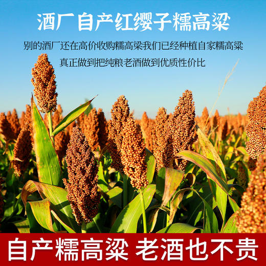 【憨老头5L桶装酒】茅台镇53度纯粮食坤沙酒，酱香优雅舒适 商品图4