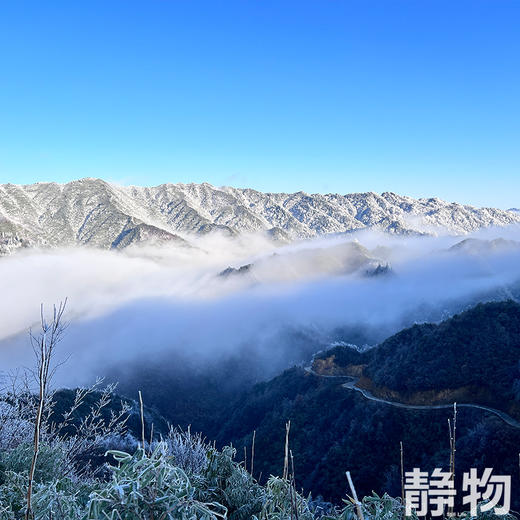 生态新鲜乌天麻，仿野生种植｜云南昭通【Y】 商品图7