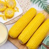 有机黑土地黄糯玉米(8穗)/1.6kg 商品缩略图1