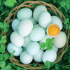 贵州长顺绿壳鸡蛋  50枚 商品缩略图2