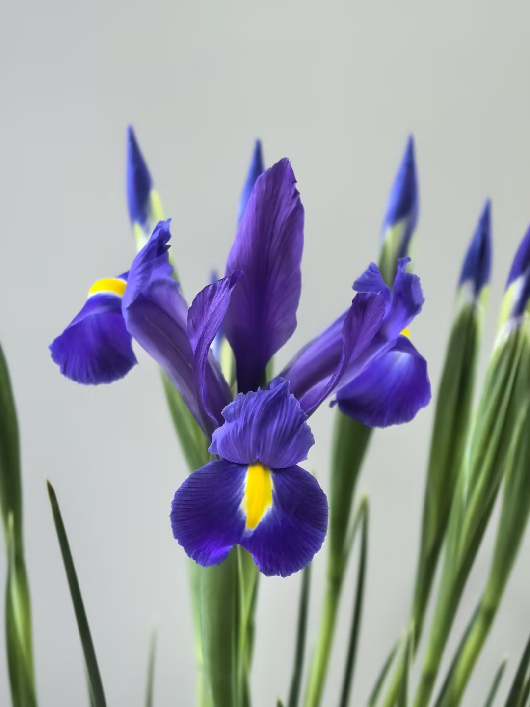 基地直营-鸢尾-发现紫（F农场）